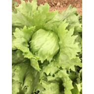 lettuce bingo Gennext (10gm)