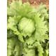 lettuce bingo Gennext (10gm)