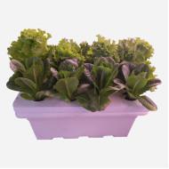 8 Plants Hydroponic DWC System