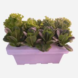 8 Plants Hydroponic DWC System