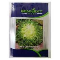 Endive Curled Pancalieri - Gennext 1gm (400-500 seed)