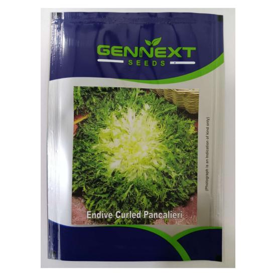 Endive Curled Pancalieri - Gennext 1gm (400-500 seed)