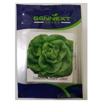 Lettuce Butter Head - Gennext Seeds 1gm (400-500 seeds)