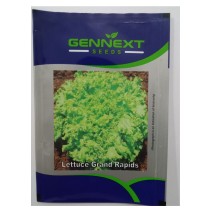 Lettuce grand rapid - Gennext (10gm)
