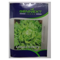  Lettuce Iceberg Variety Bingo Seeds - Gennext (10gm)