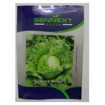 Lettuce Iceberg Variety Bingo Seeds - Gennext (10gr)