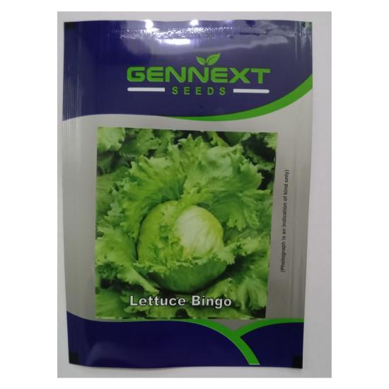 Lettuce Iceberg Variety Bingo Seeds - Gennext (10gr)