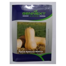 Squash Butternut Waltham - Gennext Seeds 1gm(400-500 seeds)