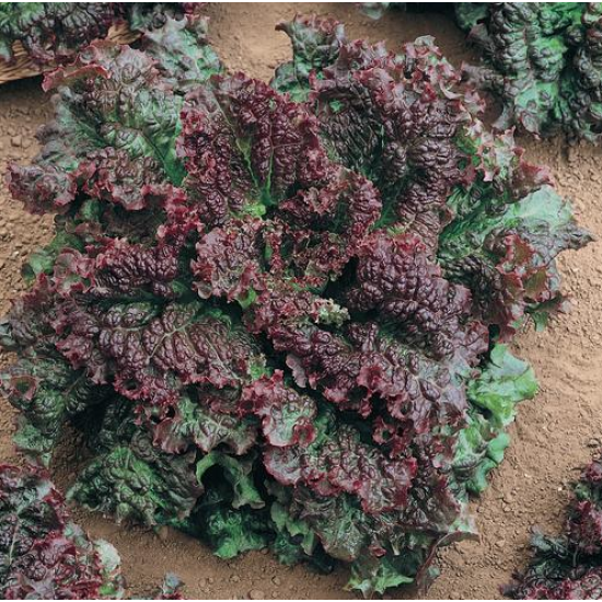 lettuce Gabrella - Yuksel  5000 seeds