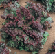 lettuce Gabrella - Yuksel  5000 seeds