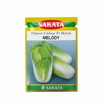Chinese cabbage Hybrid MELODY - SAKATA 10gm