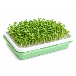 Microgreens Growing Tray | Soil-Free Seed Germination Kit for Sprouts  ( Set of 3 )