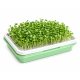 Microgreens Growing Tray | Soil-Free Seed Germination Kit for Sprouts  ( Set of 3 )
