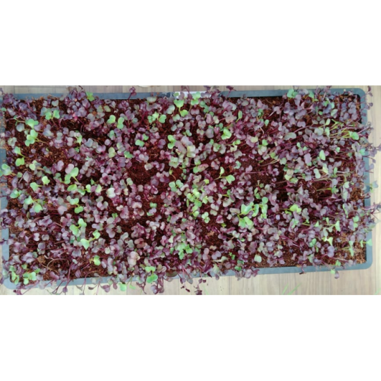 Micro Green Grow Tray pack of 20 Reusable( set of 2)