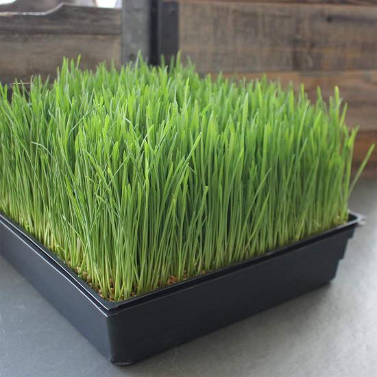 Micro Green Grow Tray pack of 50 Reusable( set of 2)