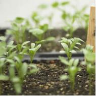 Coriander Seedling (10 Sapling )