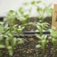Coriander Seedling (10 Sapling )
