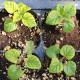 Sage Seedling (10 Sapling )