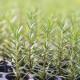 Rosemary Basil Seedling (10 Sapling )