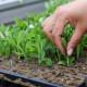 Stevia Seedling (10 Sapling )