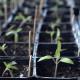 lemon-grass Seedling (10 Sapling )