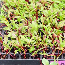 Bright Yellow Swiss Chard Seedling (10 Sampling )