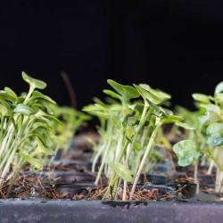 Chinese Kale Seedling (10 Sampling )