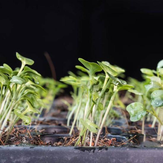 Chinese Kale Seedling (10 Sampling )
