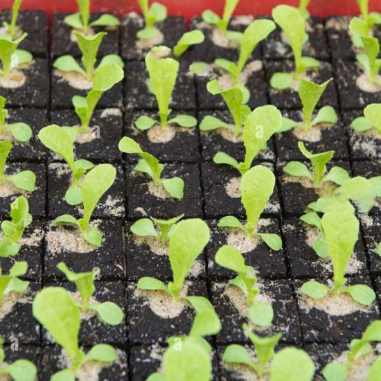 Endive LETTUCE Leafey Green Seedling (10 Sampling )