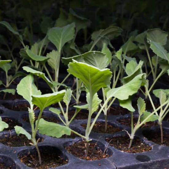 Lacinato Kale Seedling (10 Sampling )