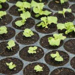Lettuce Iceberg Seedling(10 Sampling )