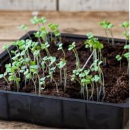 Rocket arugula(10 Sapling)