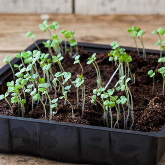 Rocket arugula(10 Sapling)