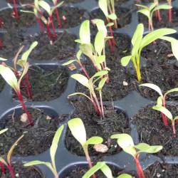 Ruby Red Swiss Chard Seedling (10 Sapling )