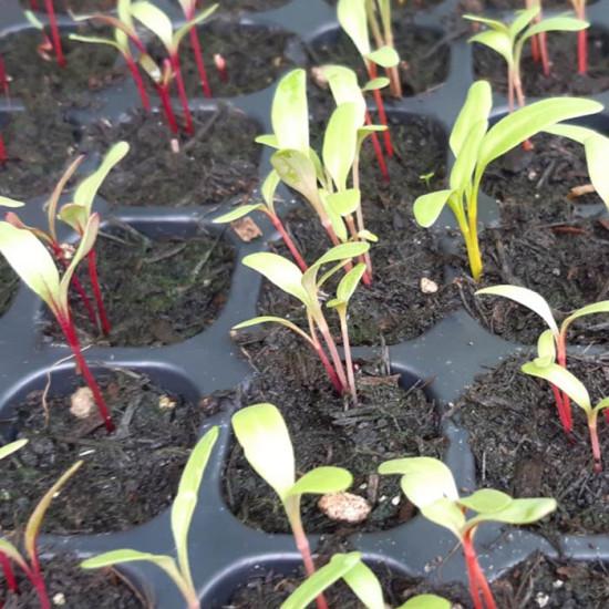 Ruby Red Swiss Chard Seedling (10 Sapling )