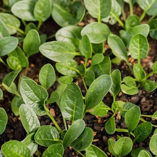 Smooth-Leaf Spinach Seedling (10 Sapling )