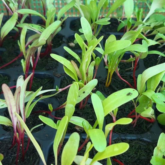 Swiss Chard Seedling (10 Sampling )