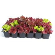 Lollo Rosso Red Leaf Lettuce Seedling (10 Sampling )