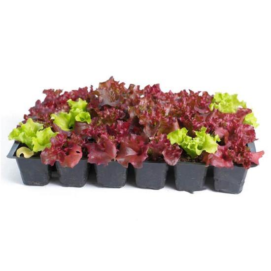 Lollo Rosso Red Leaf Lettuce Seedling (10 Sampling )