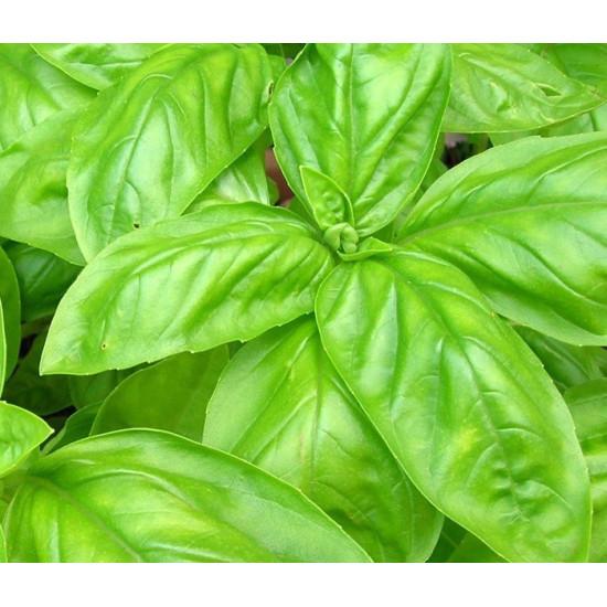 Basil Seedling (10 Sapling )