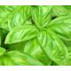 Basil Seedling (10 Sapling )