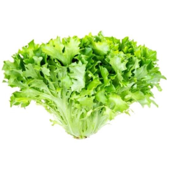 Endive LETTUCE Leafey Green Seedling (10 Sampling )