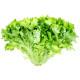Endive LETTUCE Leafey Green Seedling (10 Sampling )