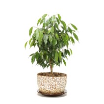 Ficus Pack Of 10 Seedling