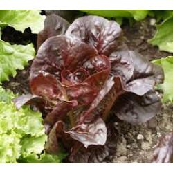 Lettuce Red Leaf Seedling Plants