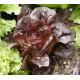 Lettuce Red Leaf Seedling Plants