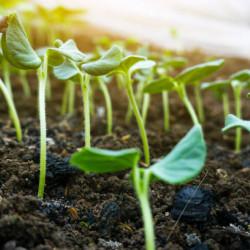 Arka Anamika okra Seedling (10 Sapling )