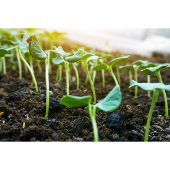 Arka Anamika okra Seedling (10 Sapling )