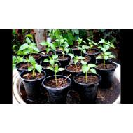 bell peppers Green Seedling (10 Sapling )