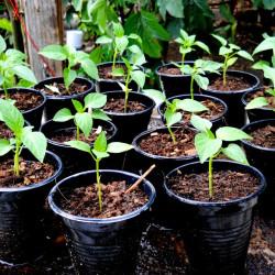 bell peppers Green Seedling (10 Sapling )